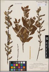 Foto von Salix aurita L. x Salix myrtilloides L.
